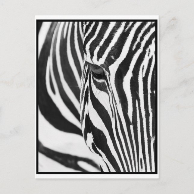 Zebra Stare Postcard (Front)