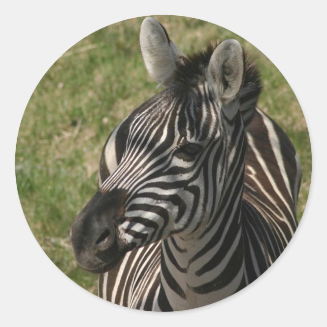 Zebra sticker (Front)
