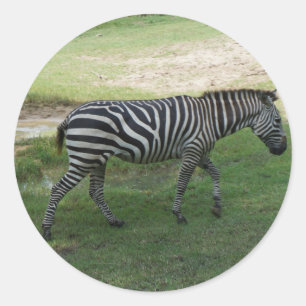 Zebra Stickers