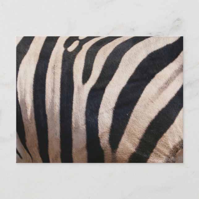 Zebra Stripes Black and White Postcard (Front)