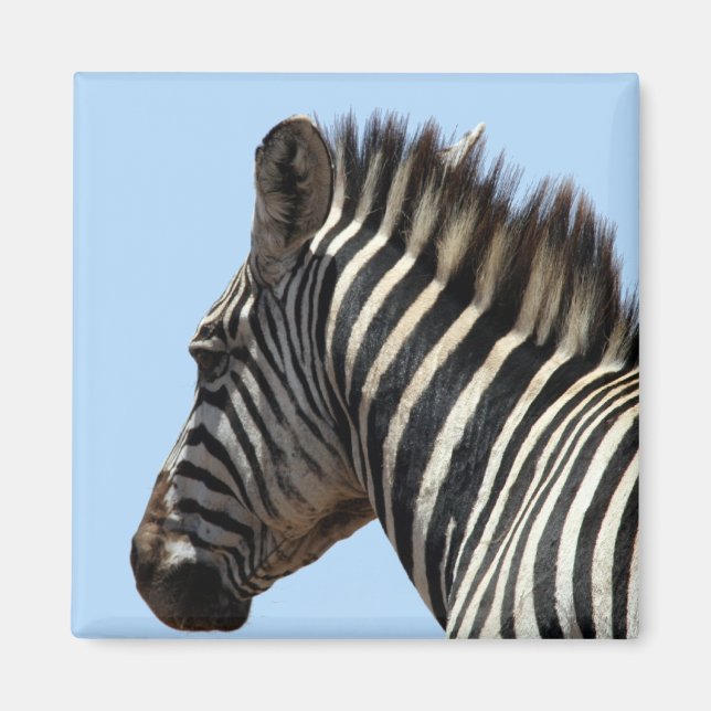 zebra stripes blue magnet (Front)