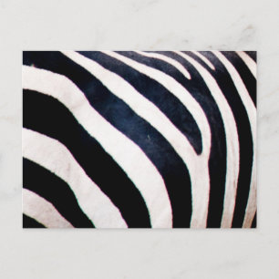 Zebra stripes postcard