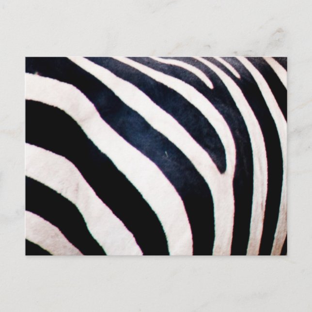Zebra stripes postcard (Front)