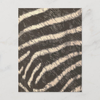 Zebra Stripes Postcard