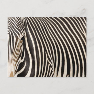 Zebra Strips Postcard