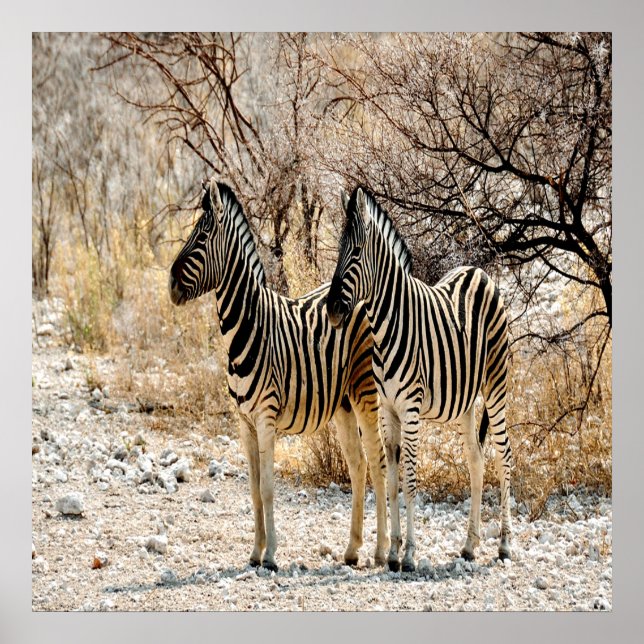 Zebra Stroll Poster (Front)