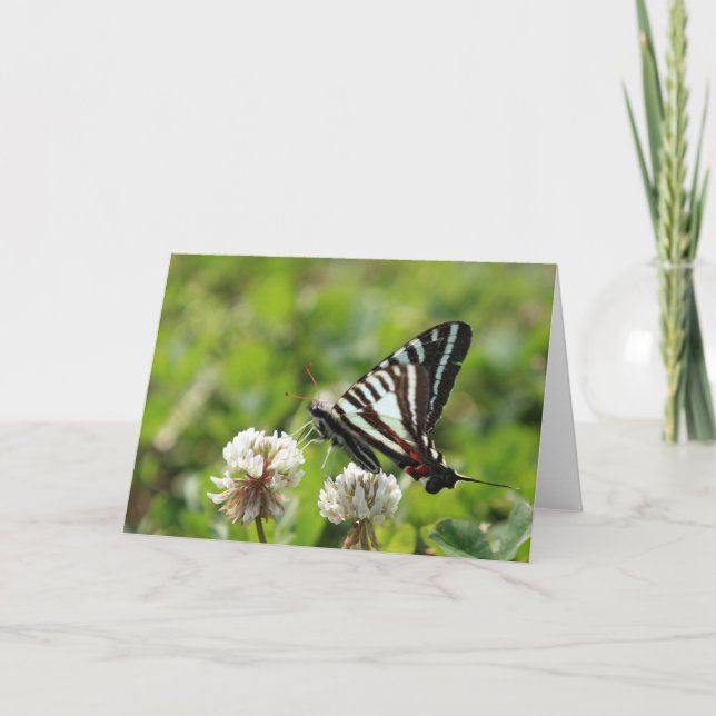 Zebra Swallowtail Butterfly Card (Front)