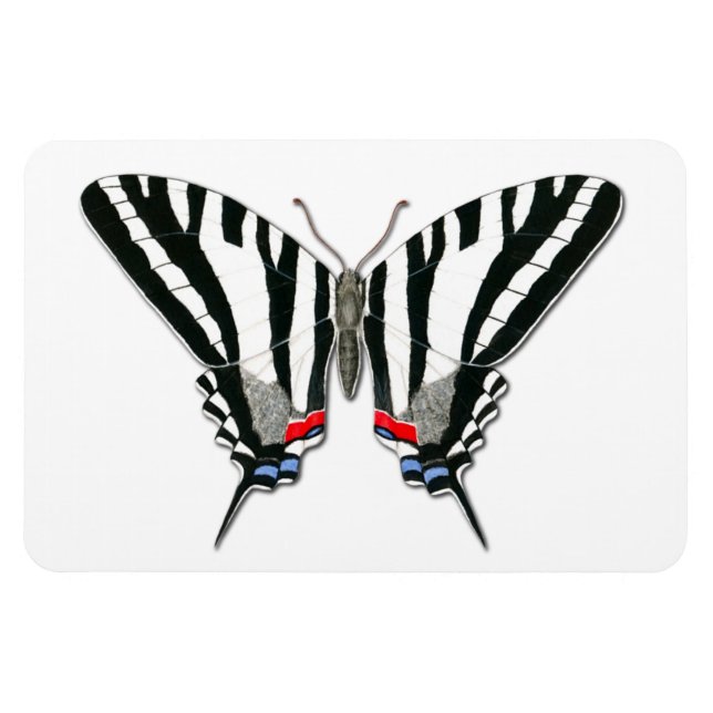 Zebra Swallowtail Butterfly Flexi Magnet (Horizontal)