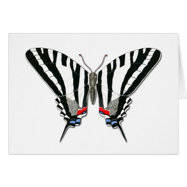 Zebra Swallowtail Butterfly Note Card (Front Horizontal)