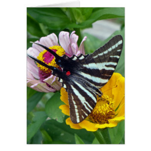 Zebra Swallowtail+Japanese Beetle