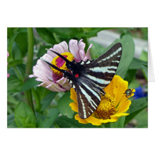 Zebra Swallowtail+Japanese Beetle