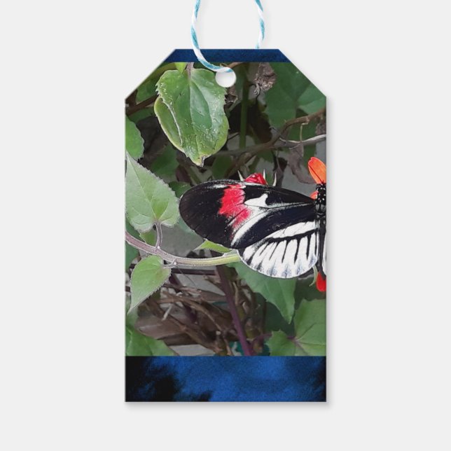 Zebra tail butterfly gift tags (Front)