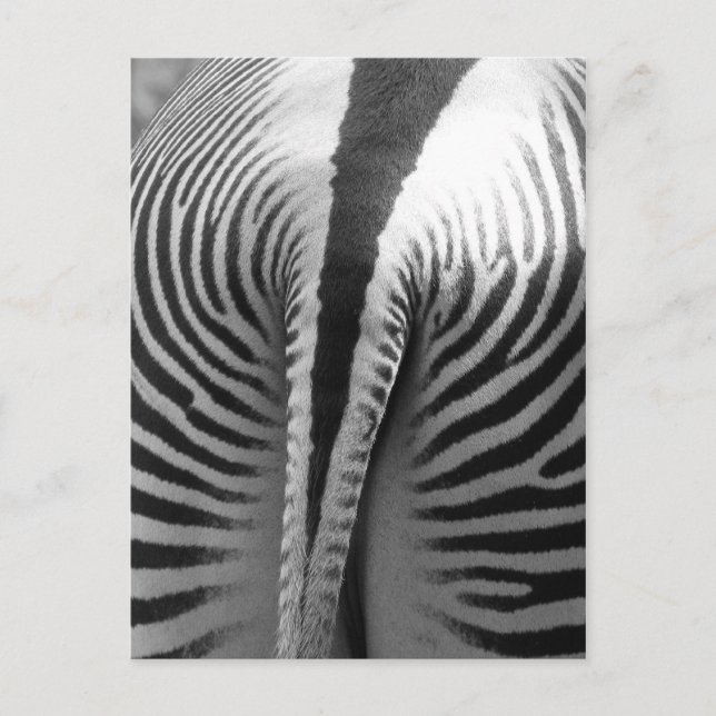 Zebra Tail Postcard (Front)