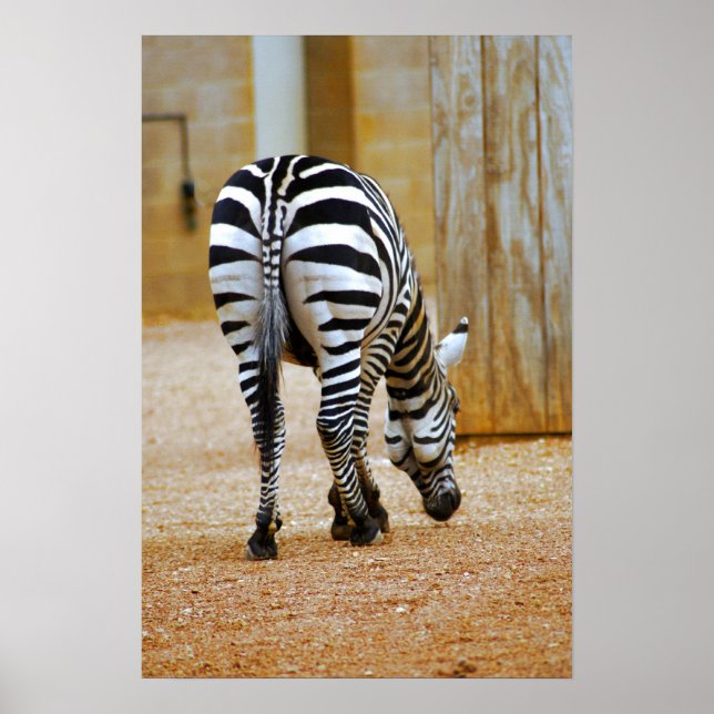 Zebra Tail Poster (Front)