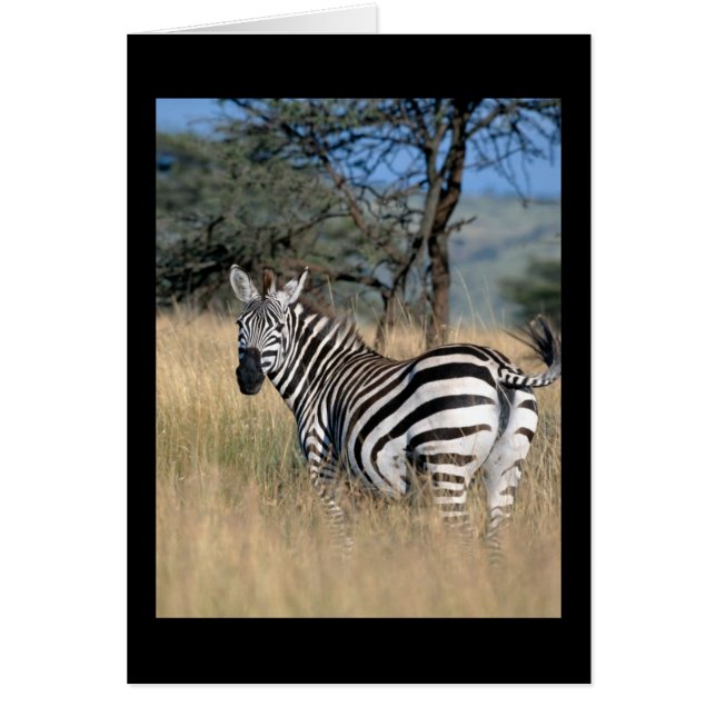 Zebra Tail Swish (Front)