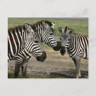 Zebra Talk - Postcard