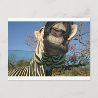 Zebra Teeth Postcard