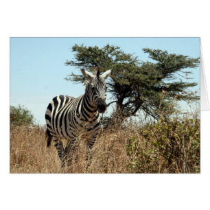 zebra tree