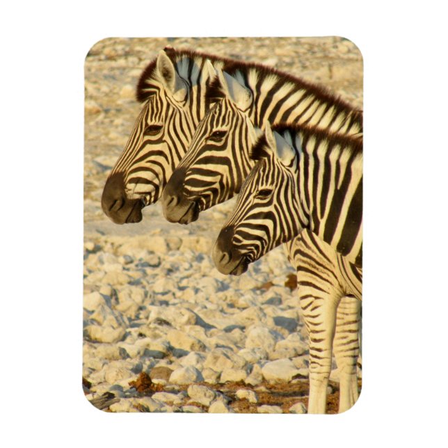 zebra trio magnet (Vertical)