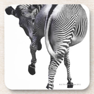 Zebra turning around coaster