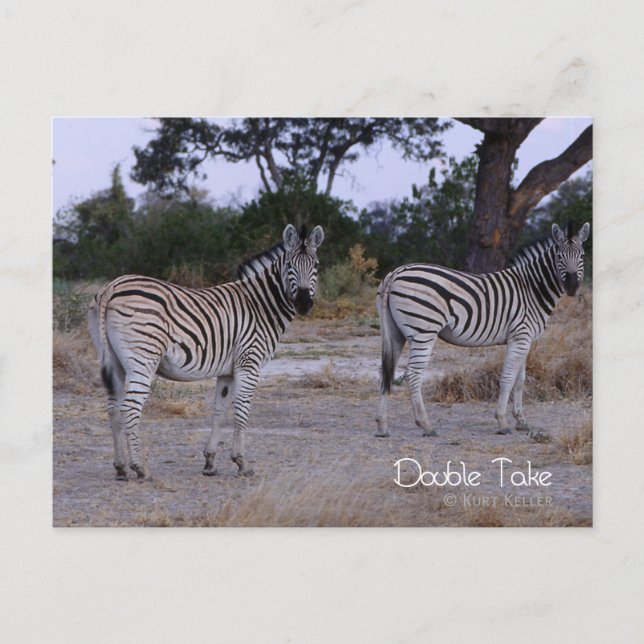 Zebra Twins Double Take Photo Postcard (Front)