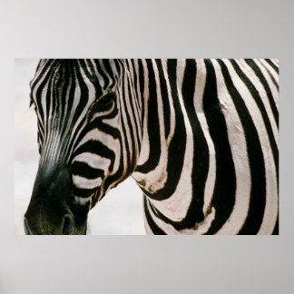 Zebra up close & striped black and white pattern poster