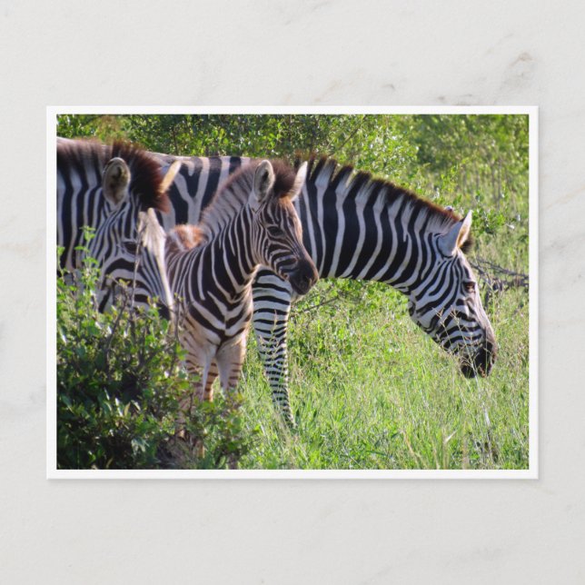 zebra young postcard (Front)