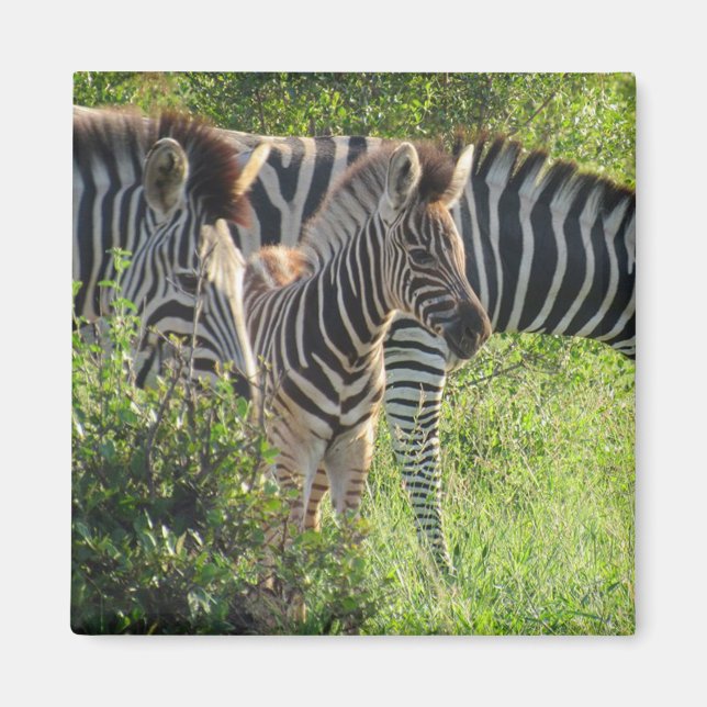 zebra youth magnet (Front)
