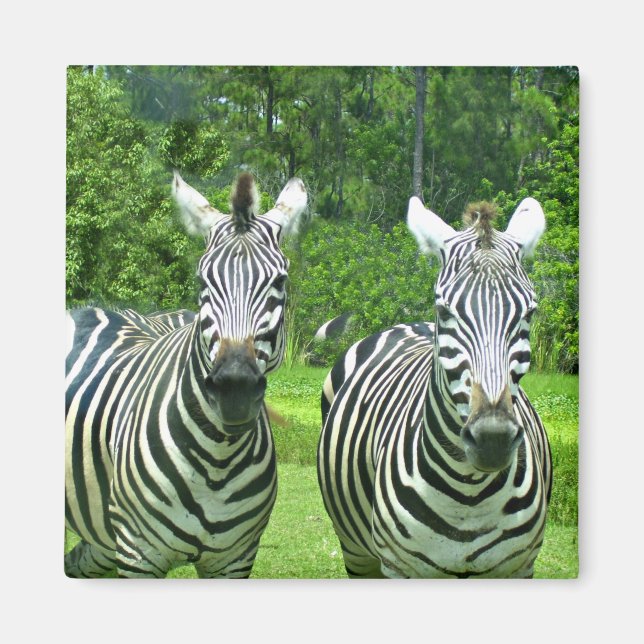 Zebra Zen: The Beauty of Wildlife in Motion Magnet (Front)