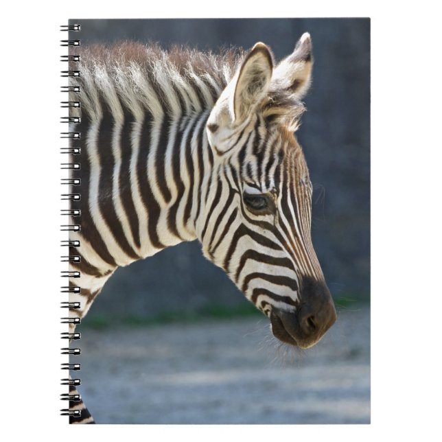 Zebrafohlen Notebook (Front)