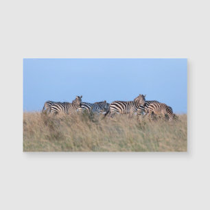 Zebras at dusk