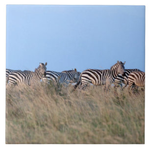 Zebras at dusk ceramic tile