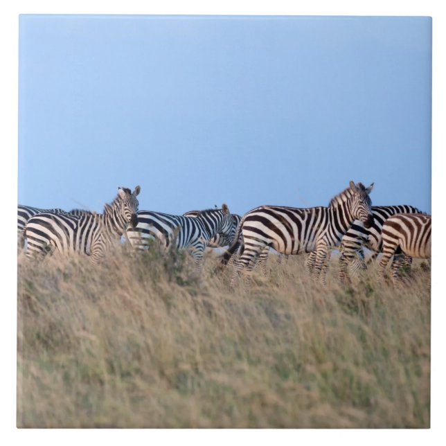 Zebras at dusk ceramic tile (Front)