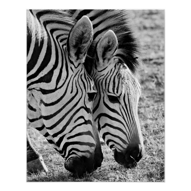 Zebras Closeup and striped Poster (Front)