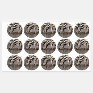 Zebras drinking