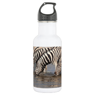 Zebras drinking 532 ml water bottle