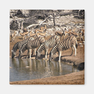 Zebras drinking magnet