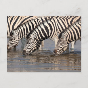 Zebras drinking postcard