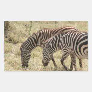 zebras graze rectangular sticker