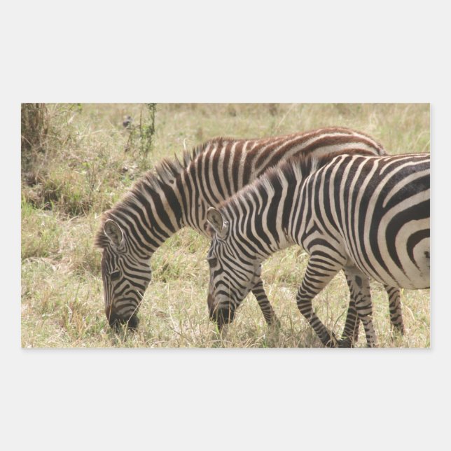 zebras graze rectangular sticker (Front)