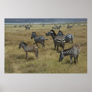 Zebras grazing poster