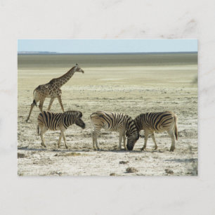 zebras in etosha national park namibia africa postcard