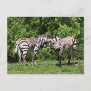 Zebras in Love Postcard