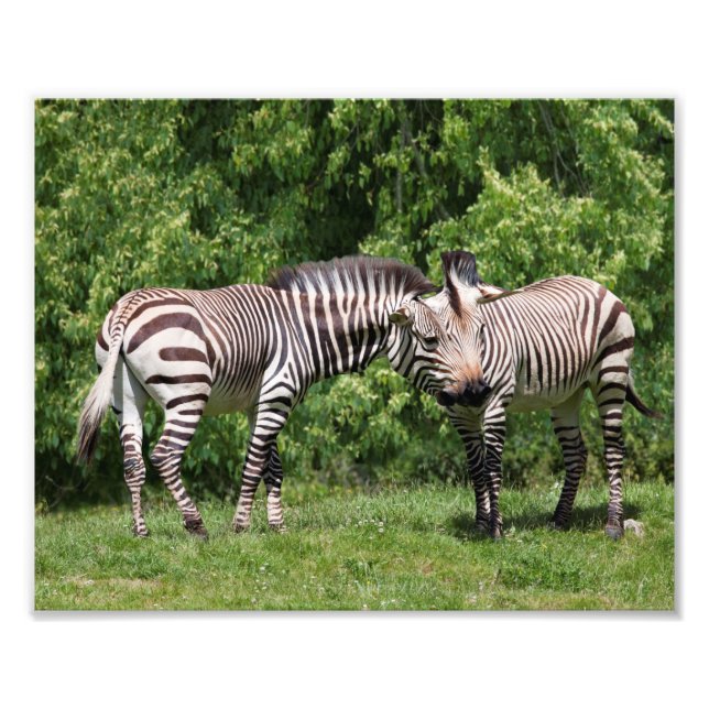 Zebras in Love Print (Front)