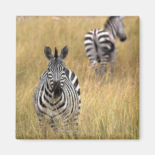 Zebras in tall grass magnet