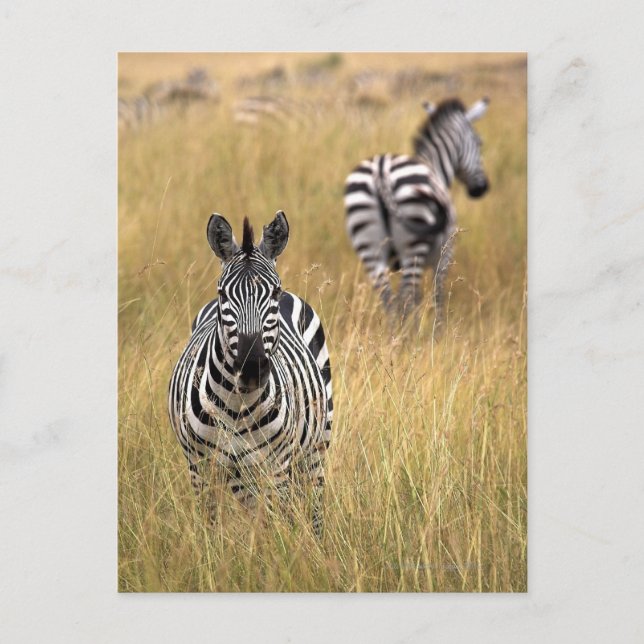 Zebras in tall grass postcard (Front)