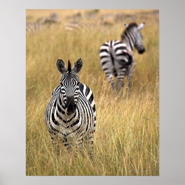 Zebras in tall grass poster (Front)