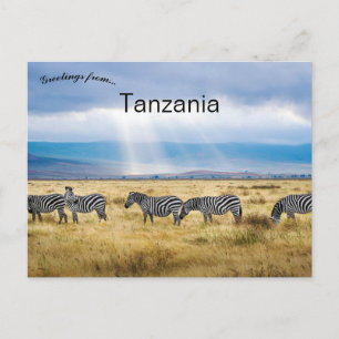 Zebras in Tanzania  Postcard