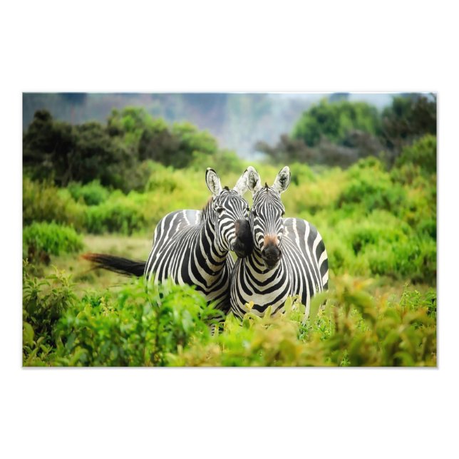 Zebras in the wild photo print (Front)