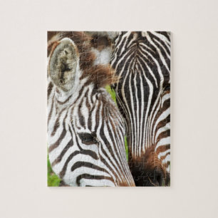 Zebras Jigsaw Puzzle